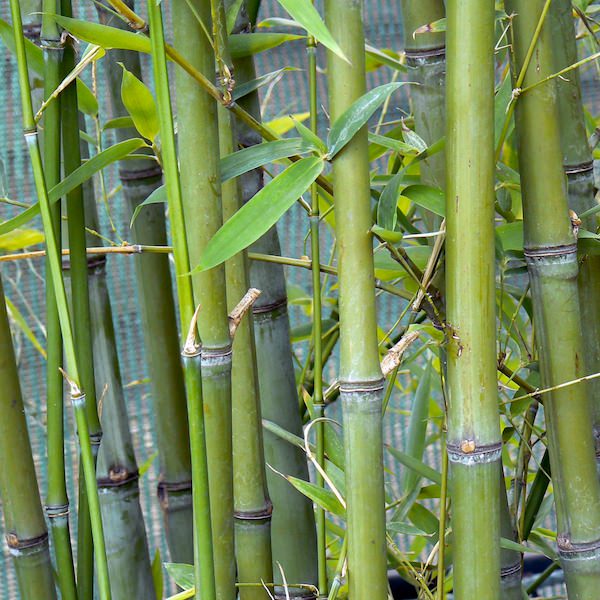 bamboo aurea