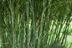 bamboo bissetii