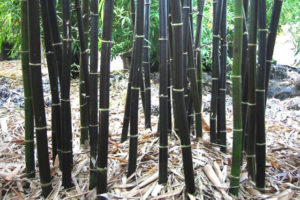 bamboo nigra