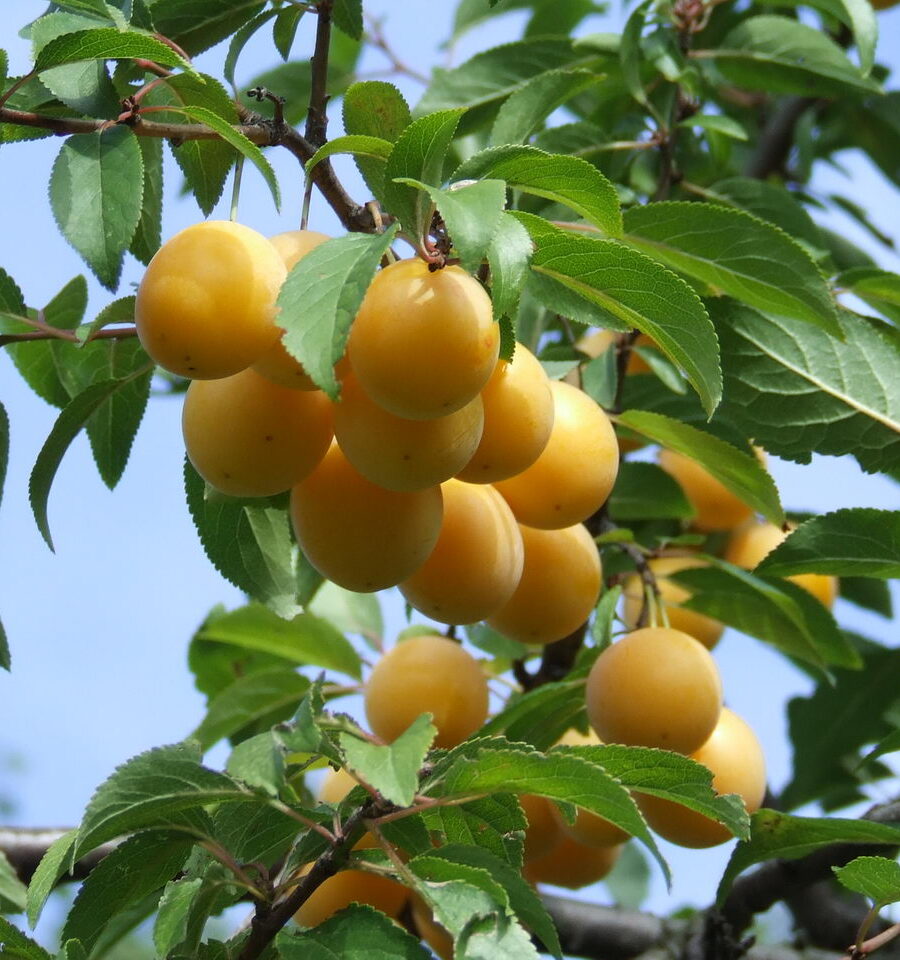 Susine Prunus Domestica